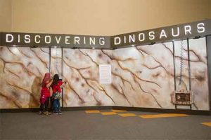 Discovering Dino Park